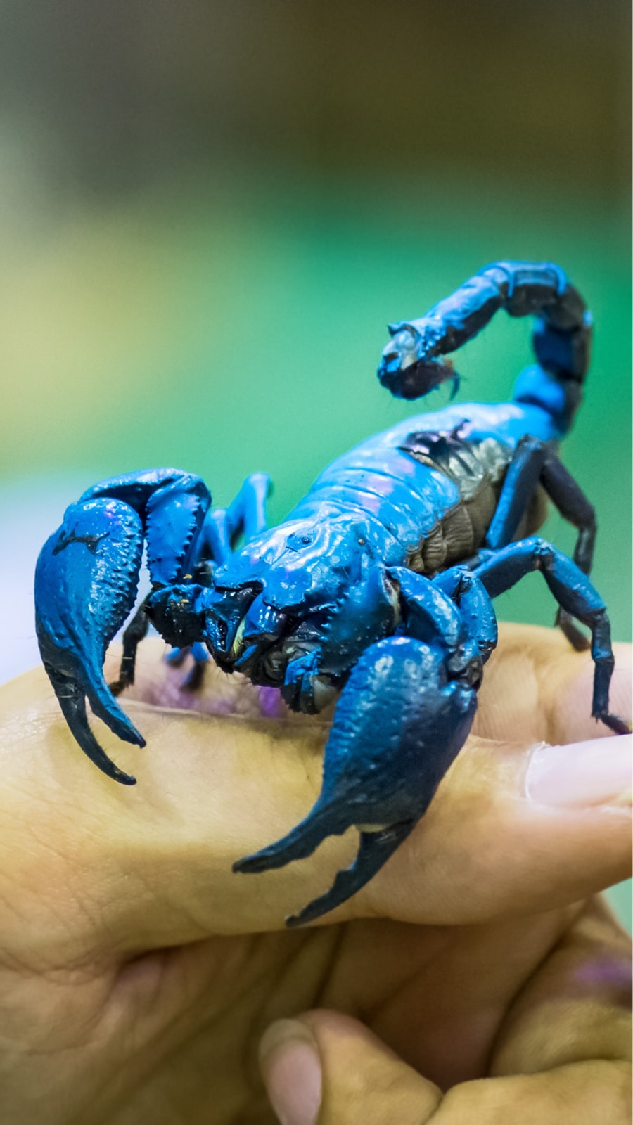 10 Animals With Unique Blood Blue Green Yellow And Purple