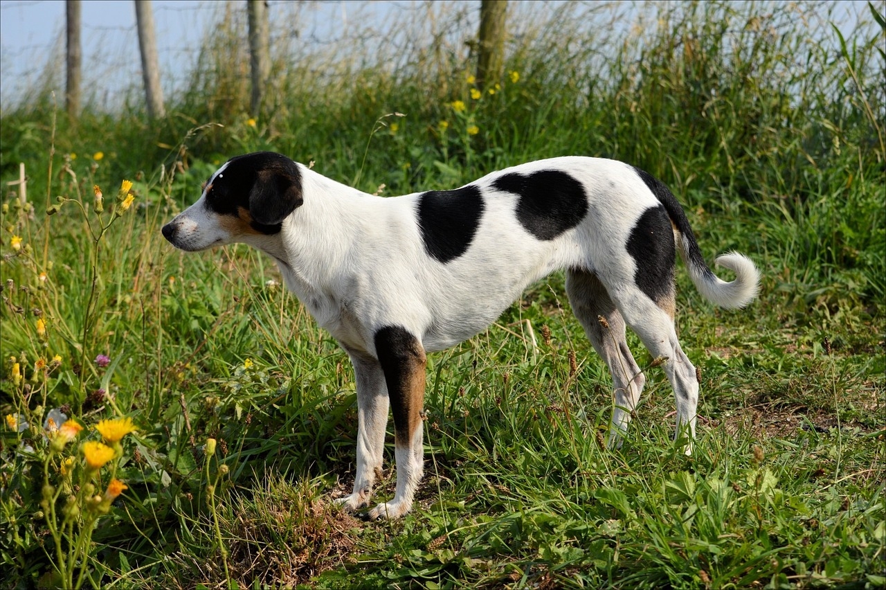 10 Black U0026 White Dog Breeds Info Pictures U0026 History Dogster