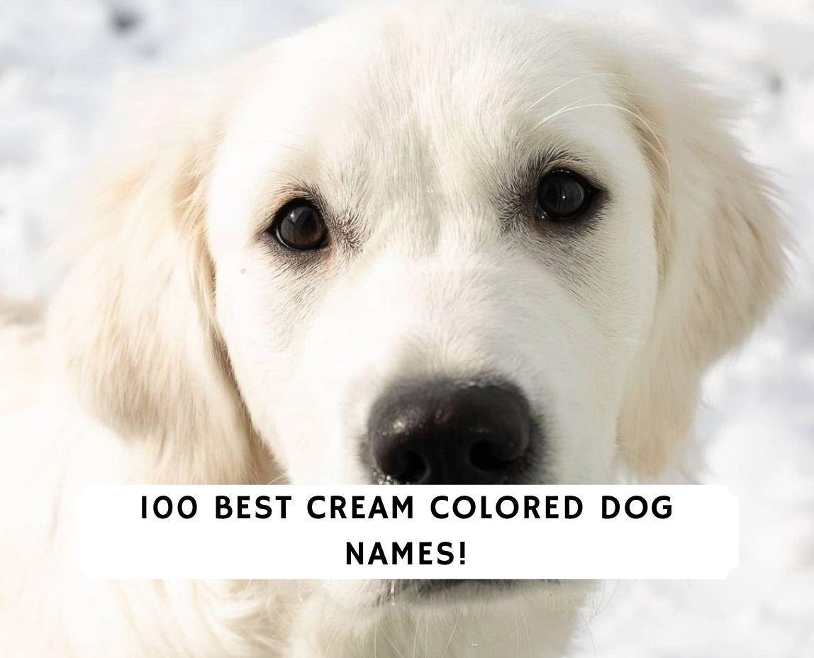 100 Best Cream Colored Dog Names 