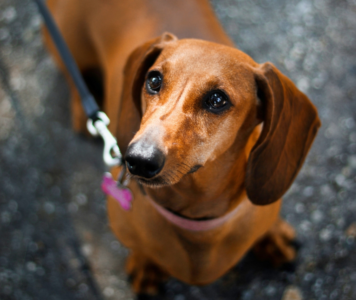 100 Brown Male Dog Names From Tan To Tawny To Mahogany HubPages