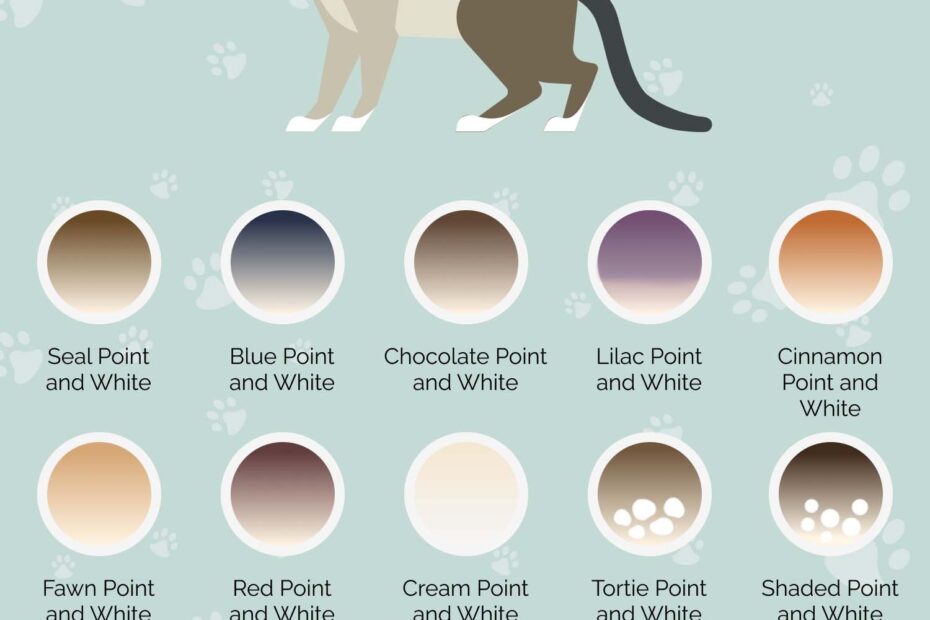 100 Oriental Shorthair Cat Colors With Infographic Hepper Pet Resources