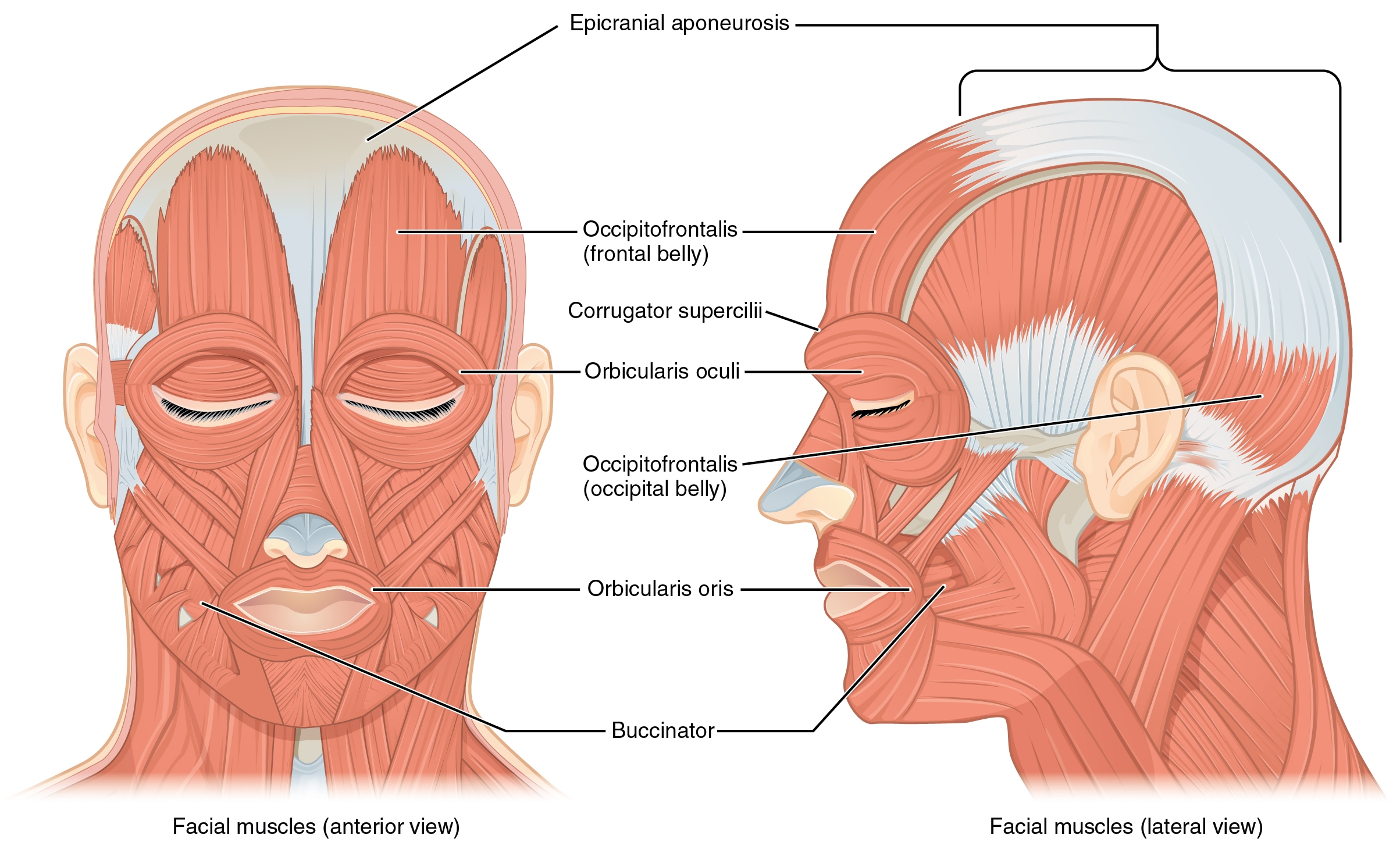 11 4 Axial Muscles Of The Head Neck And Back Anatomy U0026 Physiology