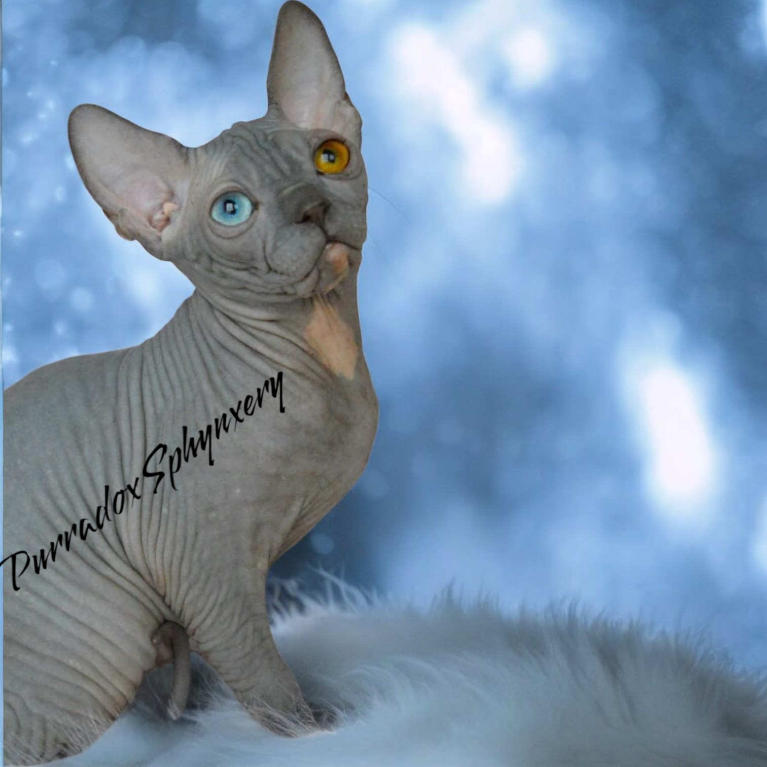 colors of sphynx cats