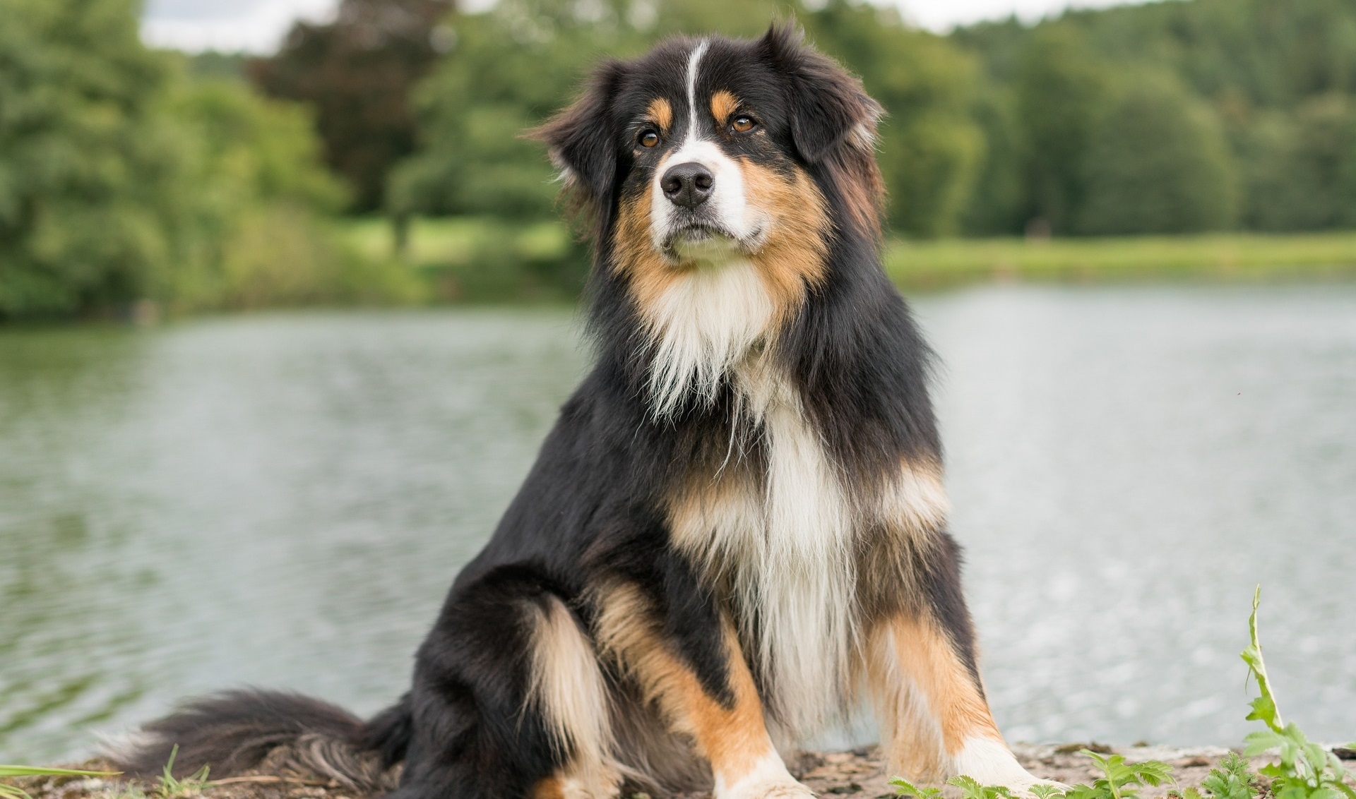 black and tan colored dogs
