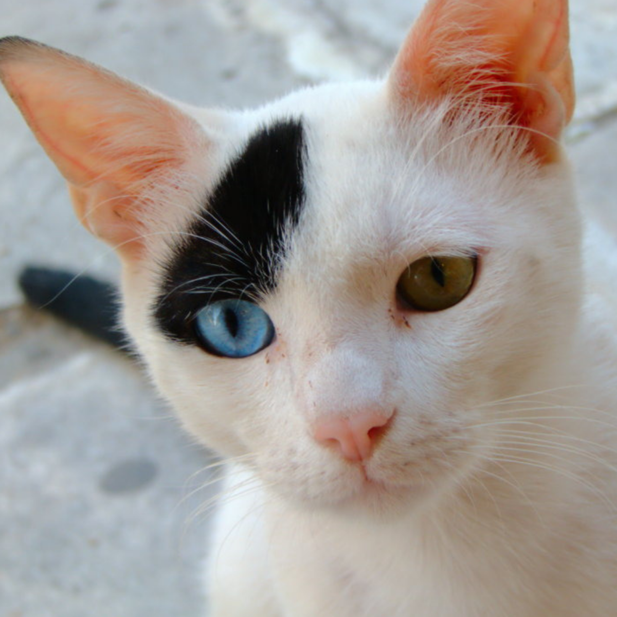 150 Names For Cats With Different Colored Eyes Heterochromia HubPages