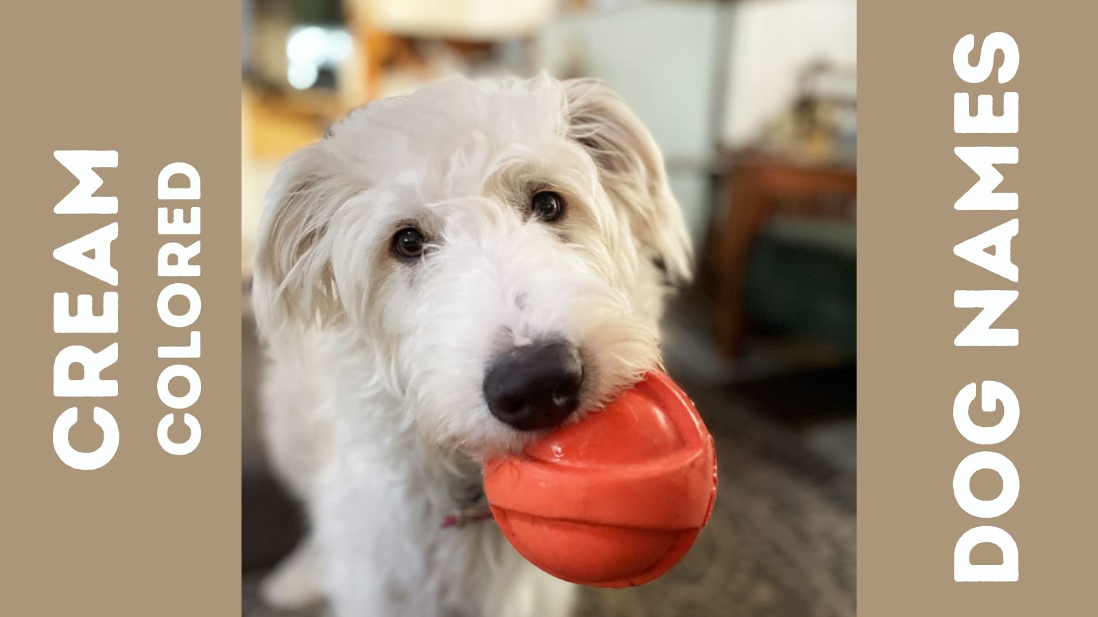 160 Cream Colored Dog Names For Blonde Fur Babies 