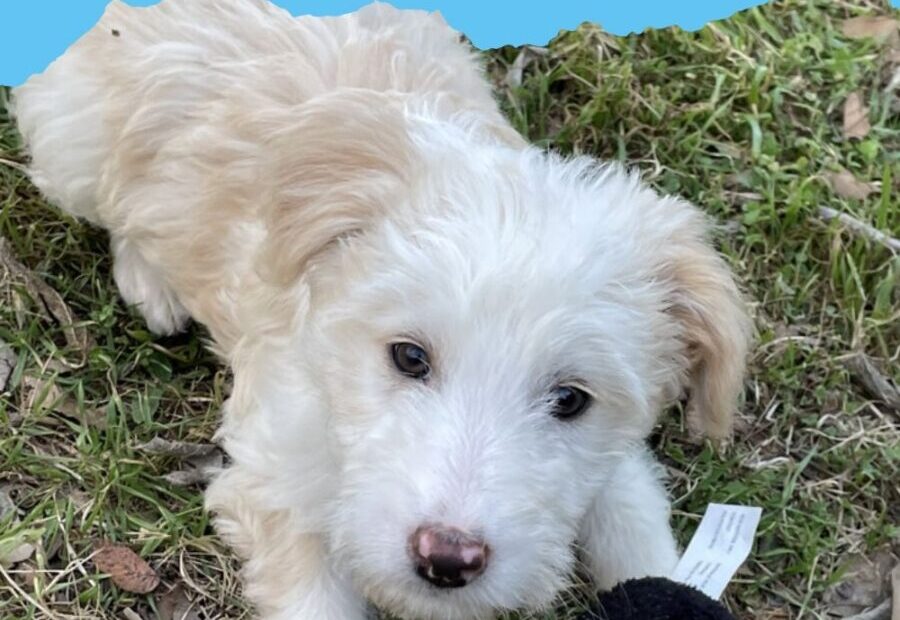 160 Cream Colored Dog Names For Blonde Fur Babies