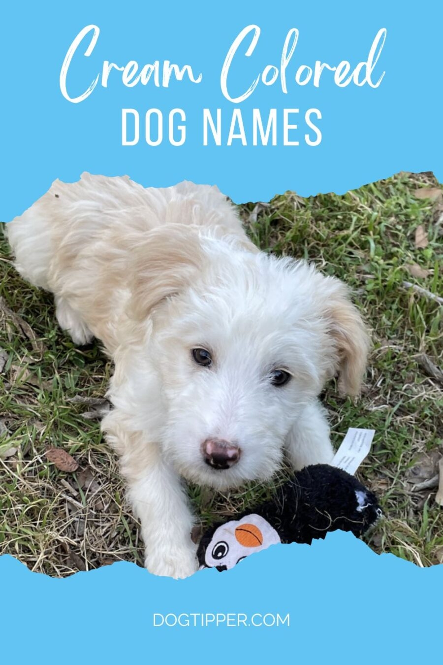 160 Cream Colored Dog Names For Blonde Fur Babies 