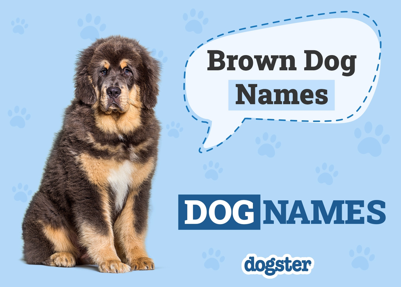 175 Brown Dog Names Ideas For Your Adorable Chocolate Colored Pup Dogster