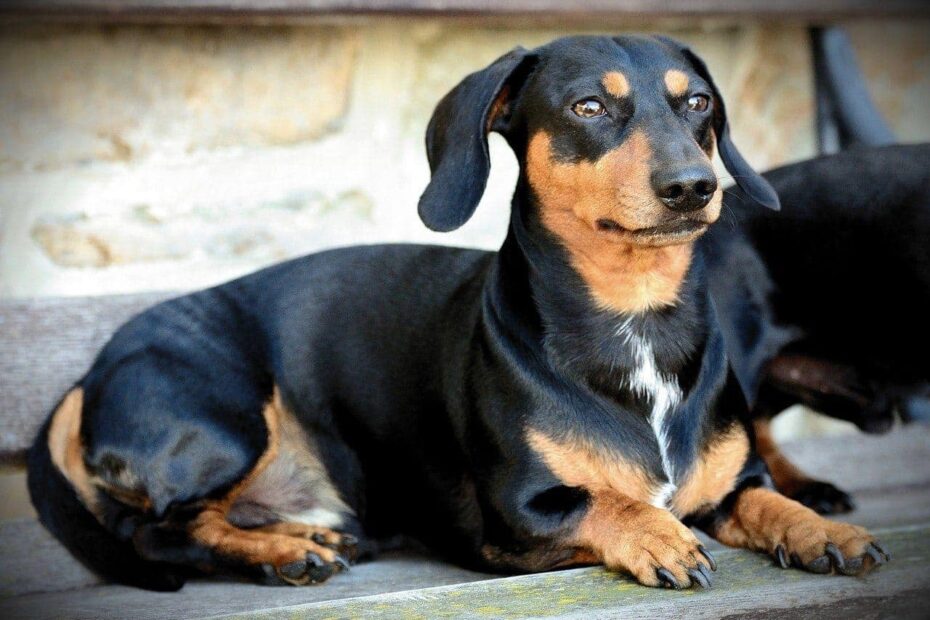 18 Black U0026 Tan Dog Breeds Info Pictures Facts U0026 History Hepper Pet Resources