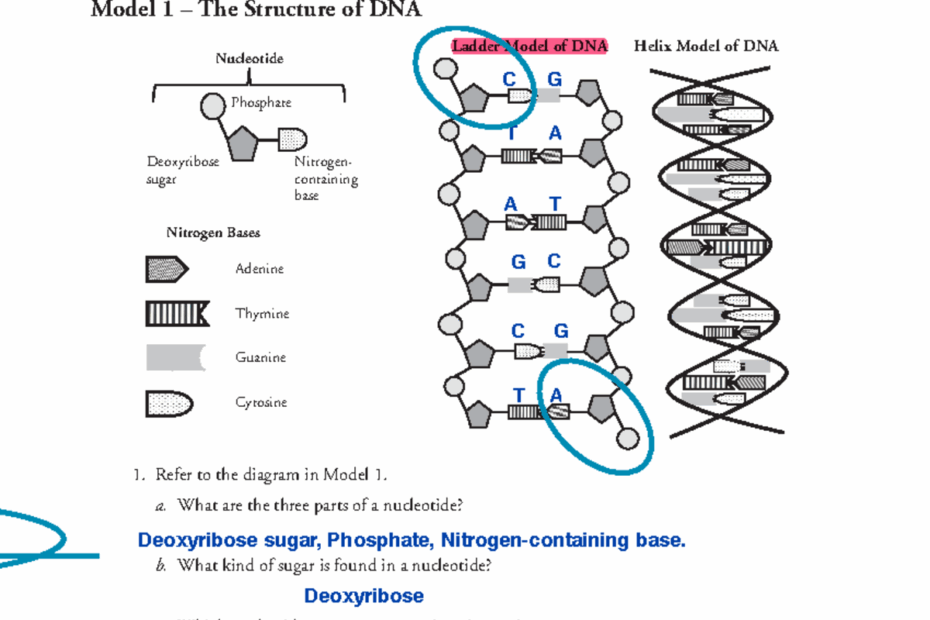 18 DNA Structure And Replication S It Contains The Genetic Blueprint For Life For Organisms To Studocu