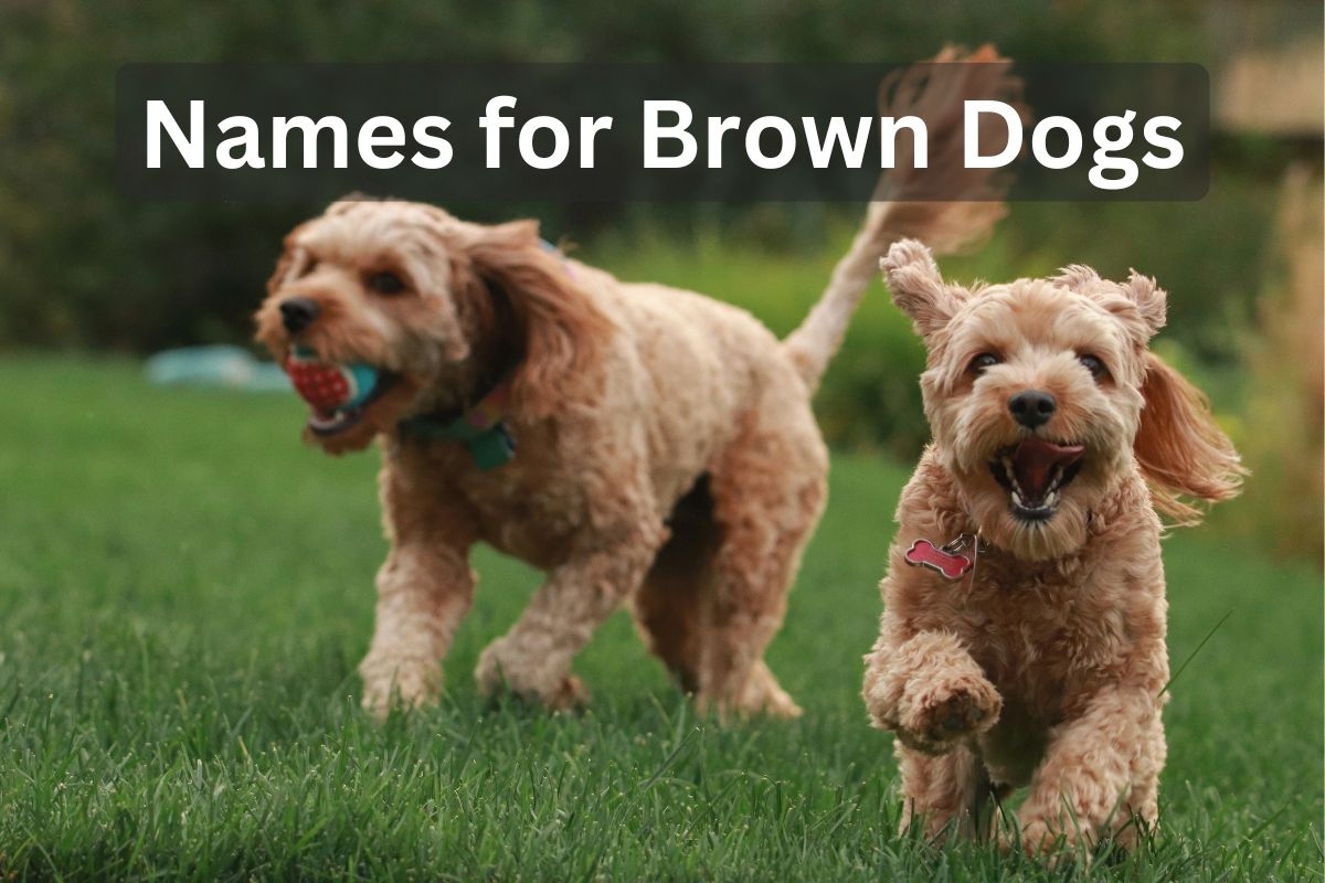 189 Brown Dog Names That Suit Every Chocolate Colored Pup