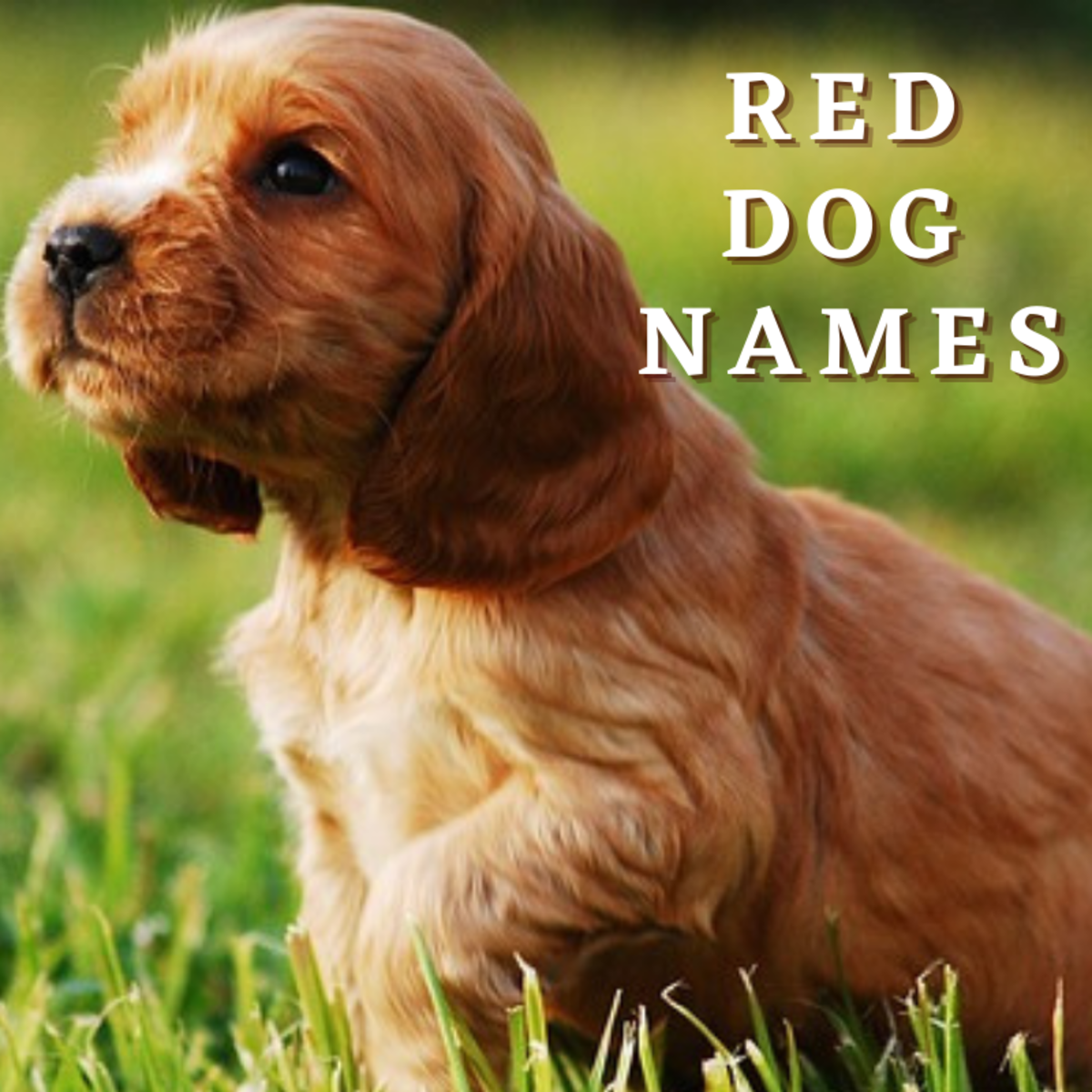 200 Red Dog Names With Meanings HubPages