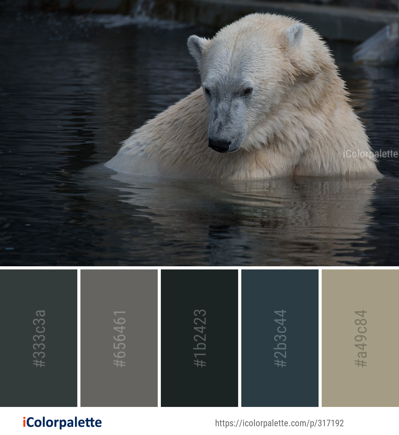 40 Polar Bear Color Palette Ideas In 2025 IColorpalette