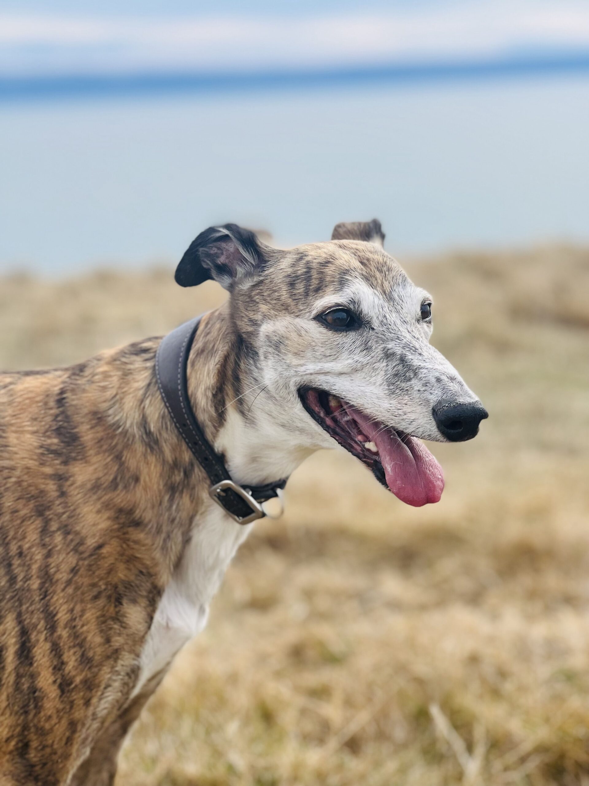 brindle colored dogs