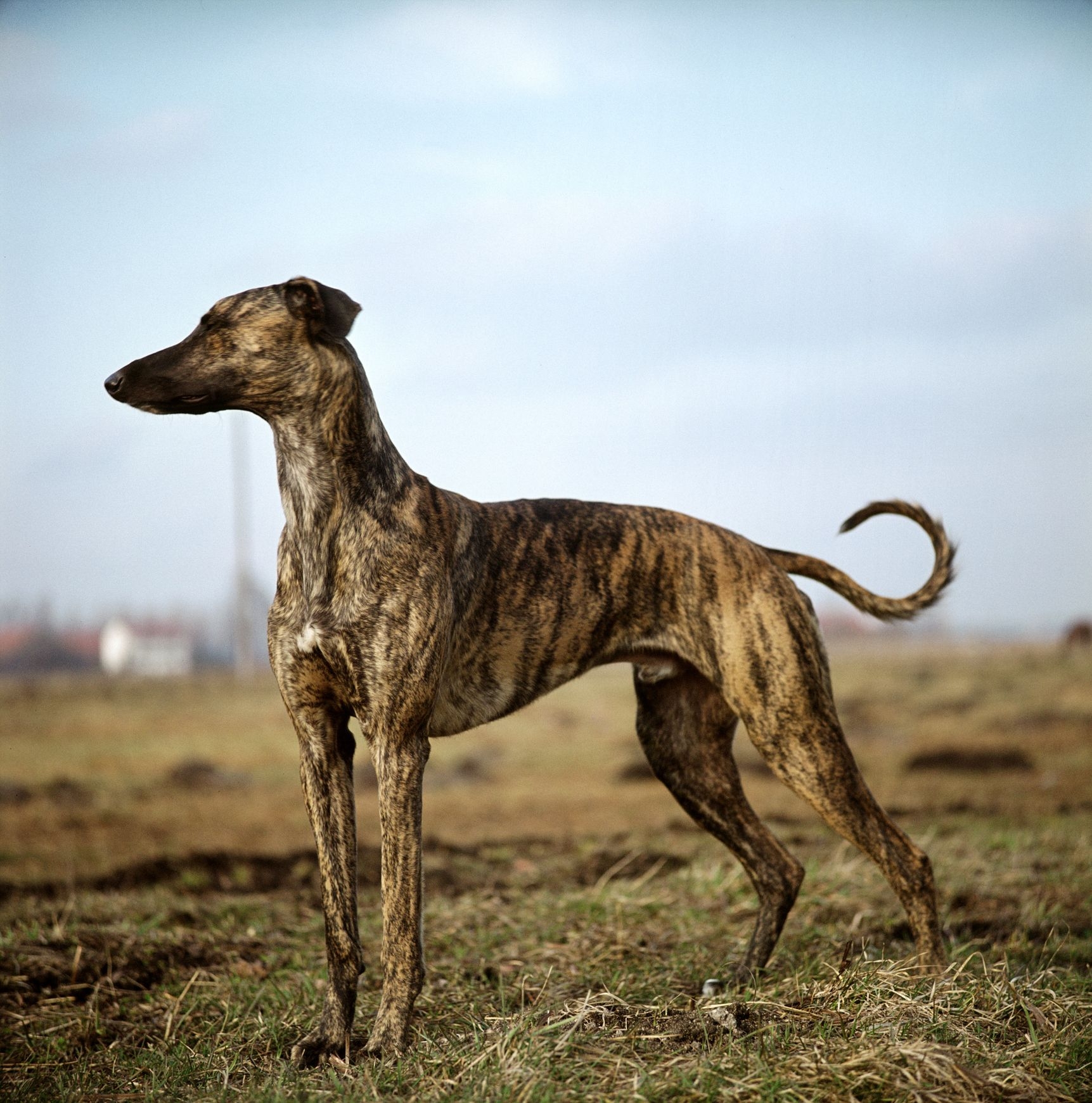 5 Brindle Dog Breeds With Beautiful Coats