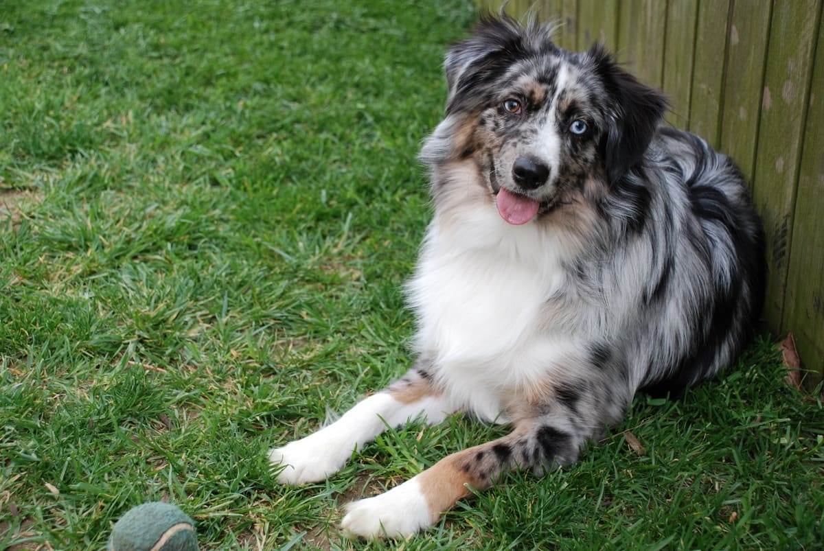 5 Dog Breeds That Can Have A Merle Coat PetHelpful
