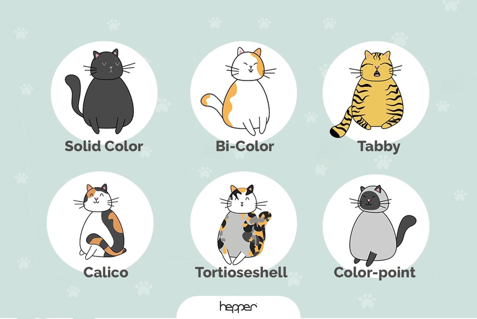 cat colors and breeds