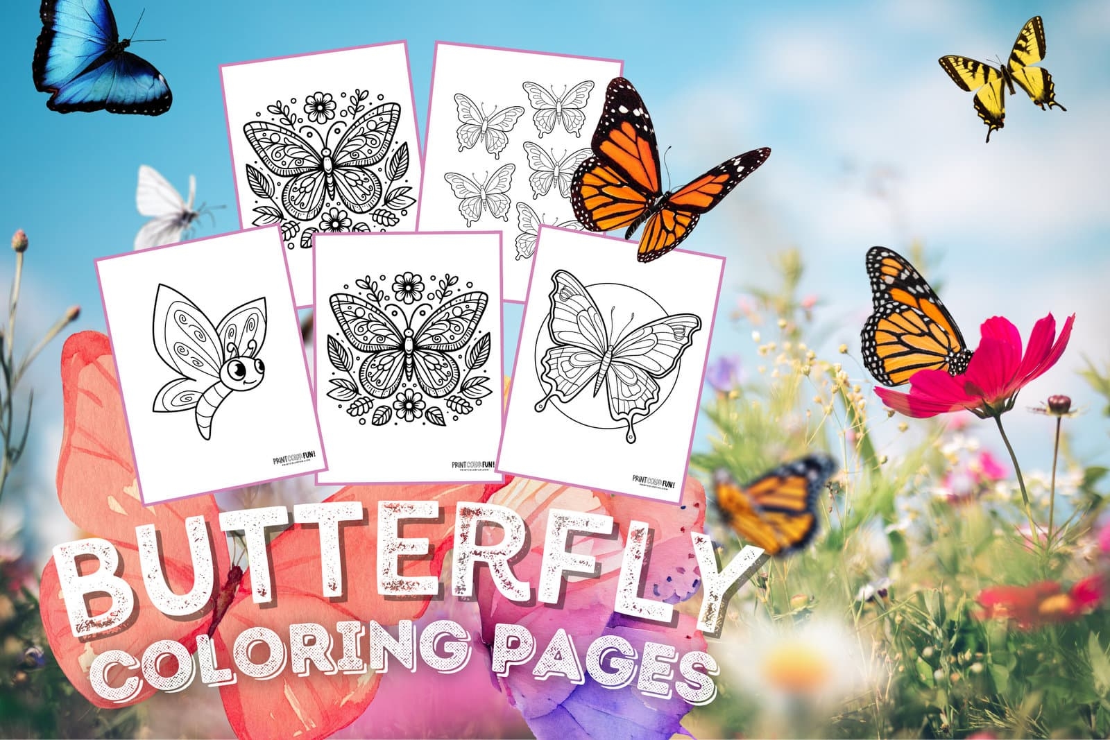 picture of butterfly to color
