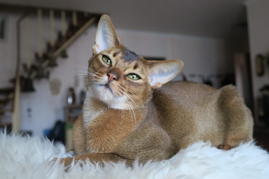 7 Abyssinian Cat Colors An Overview With Pictures Catster