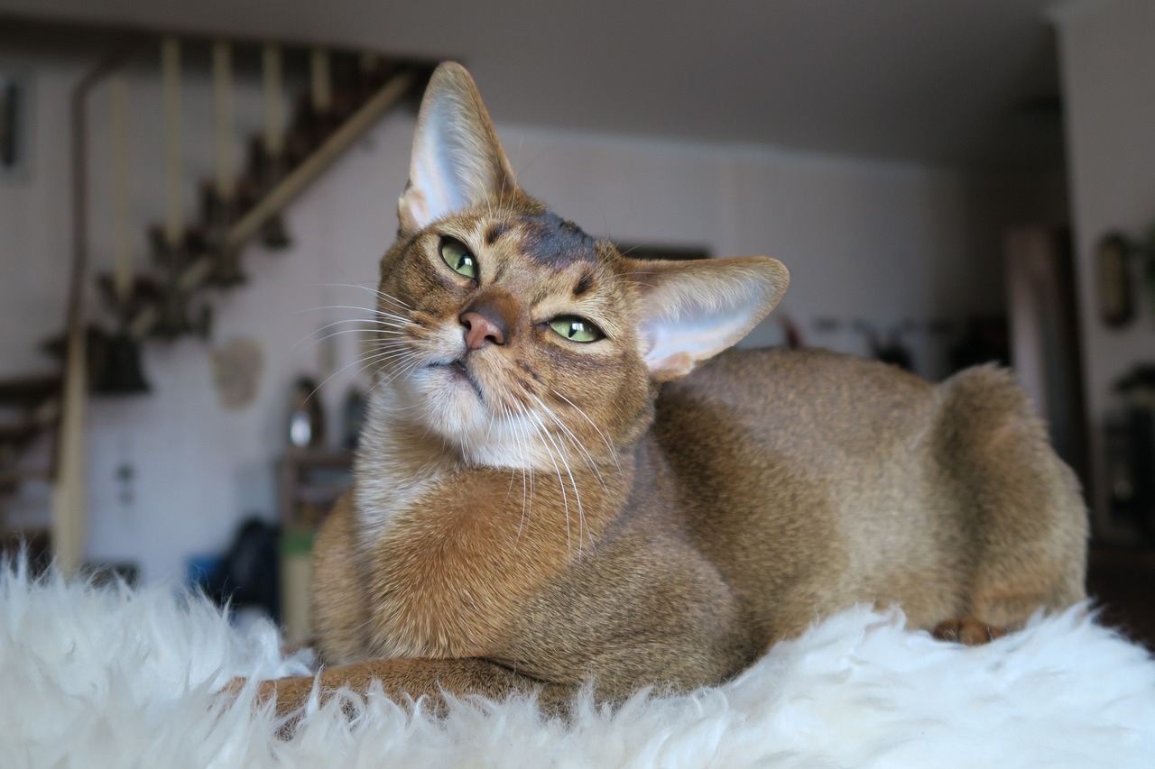 7 Abyssinian Cat Colors An Overview With Pictures Catster