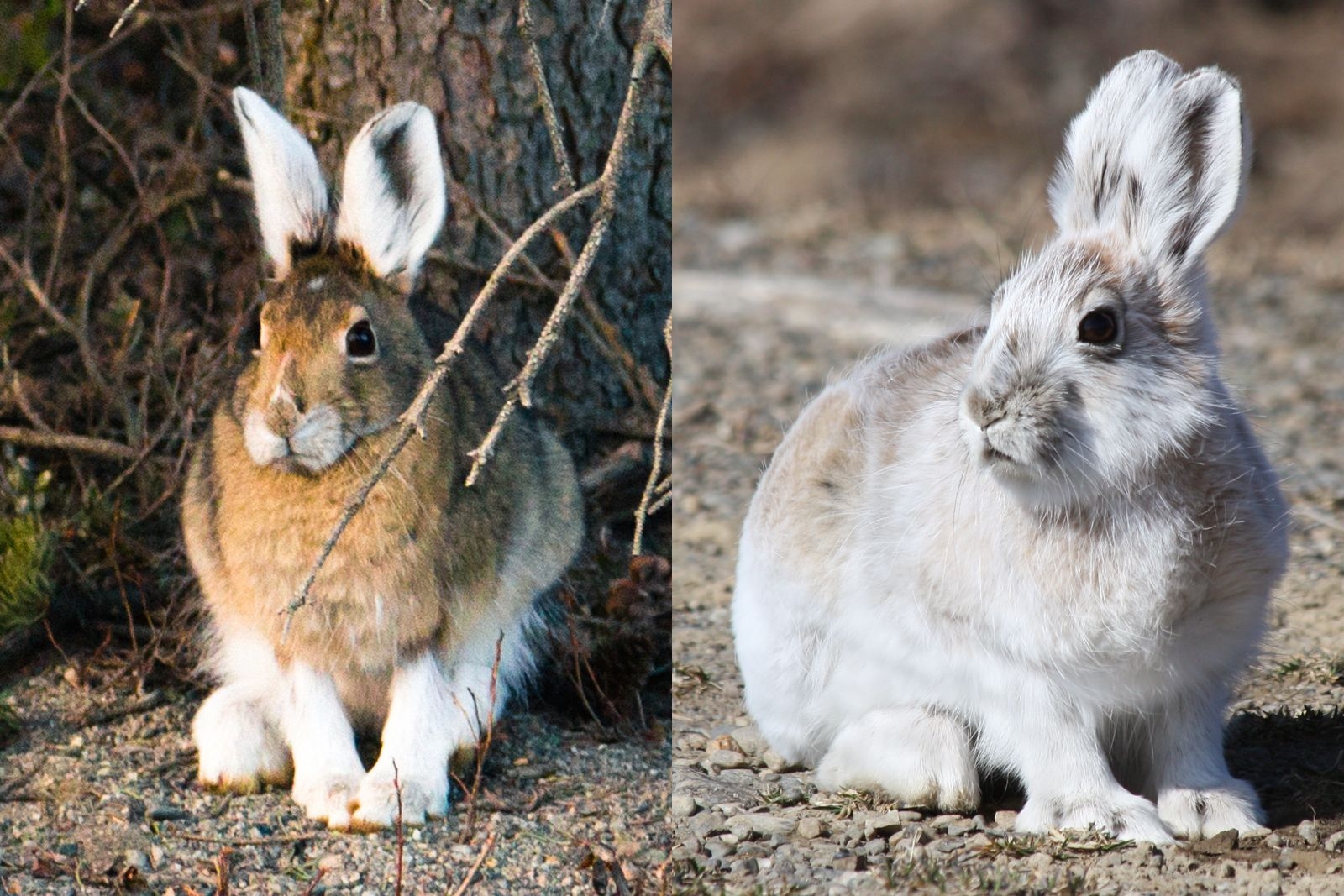 animals that change color