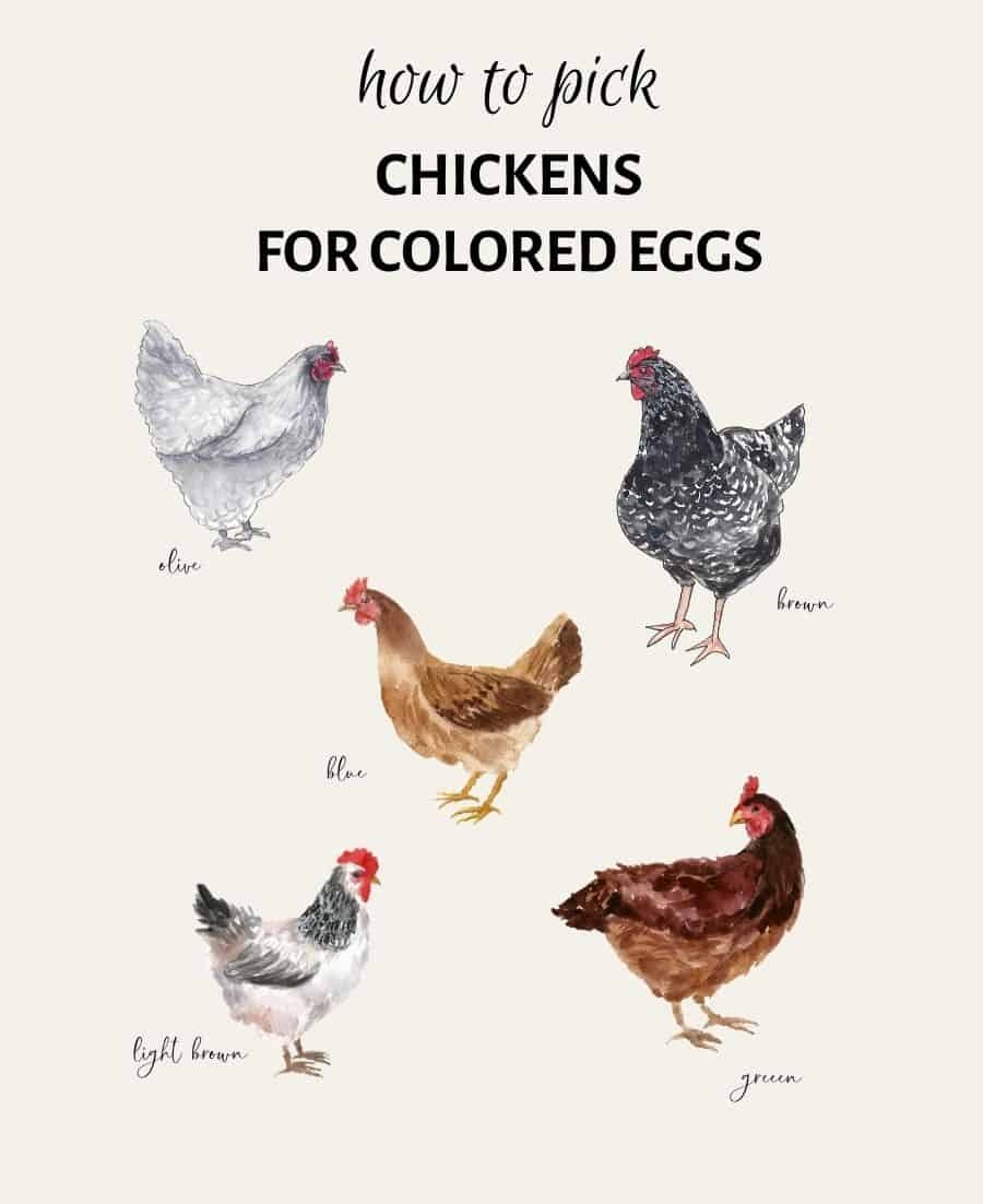 7 Charming Chickens That Lay Colored Eggs Heart s Content Farmhouse