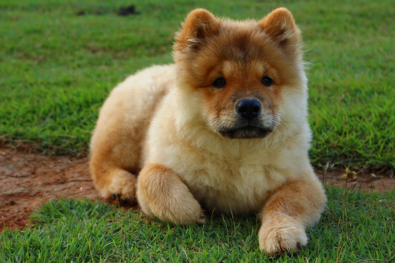 7 Golden Colored Dog Breeds IHeartDogs