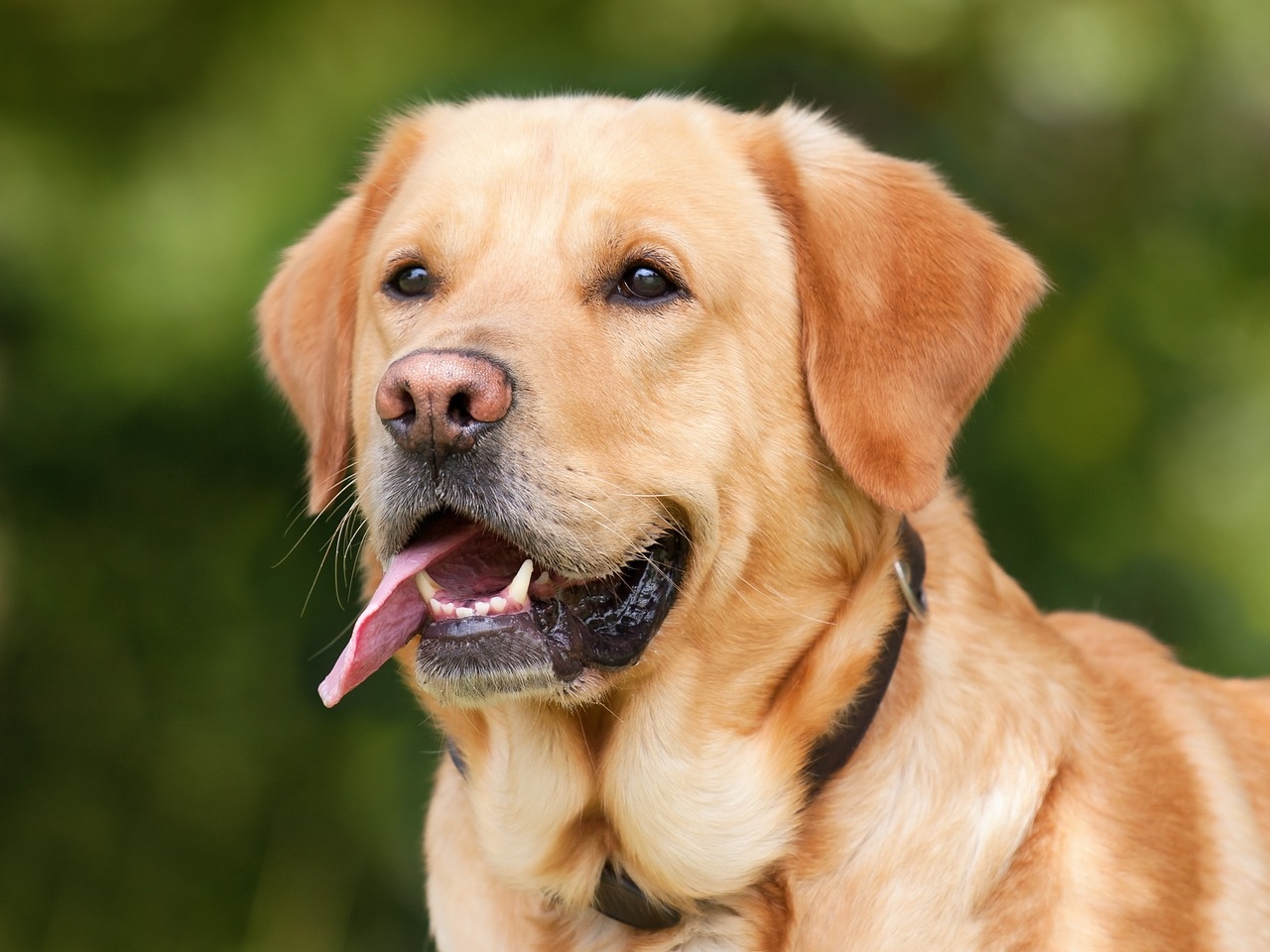 7 Golden Colored Dog Breeds IHeartDogs