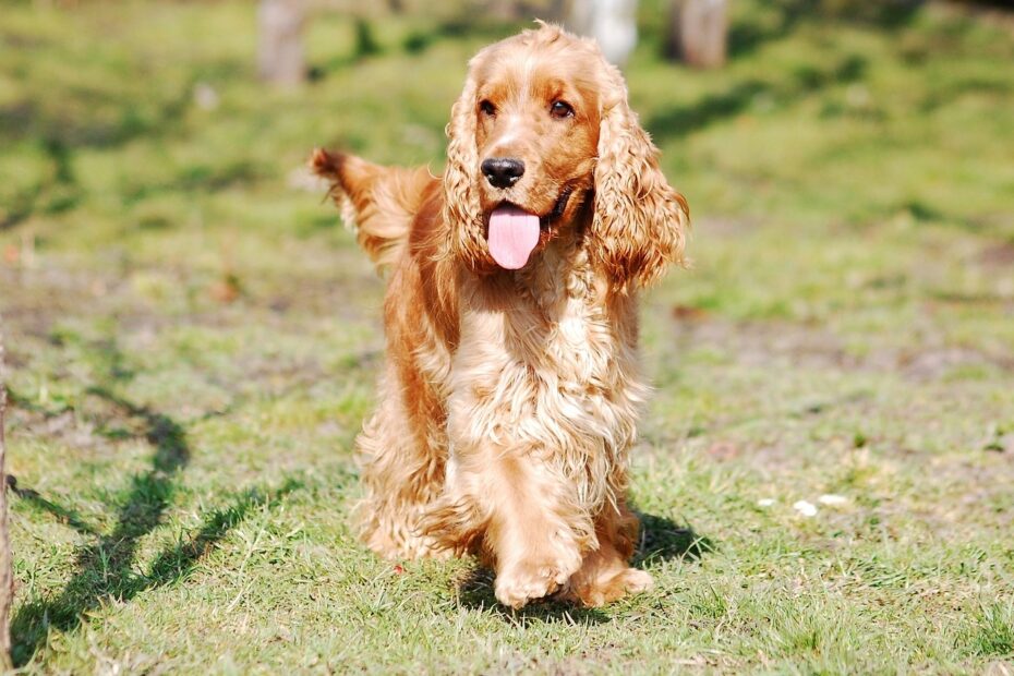 7 Golden Colored Dog Breeds IHeartDogs