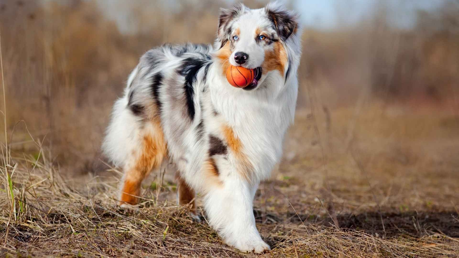 merle dog coat colors