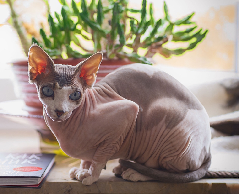 8 Different Sphynx Cat Colors Vet Verified Info U0026 Pictures Catster