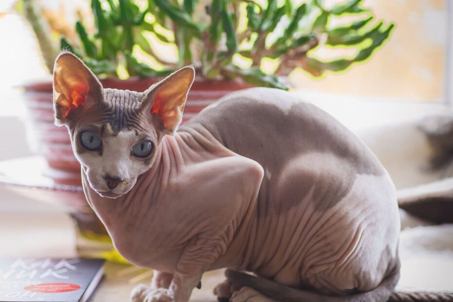 8 Sphynx Cat Colors An Overview With Pictures Hepper Pet