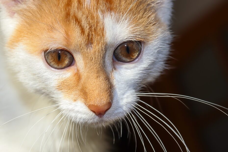 8 Types Of Cat Eye Colors And Their Rarity With Pictures Catster