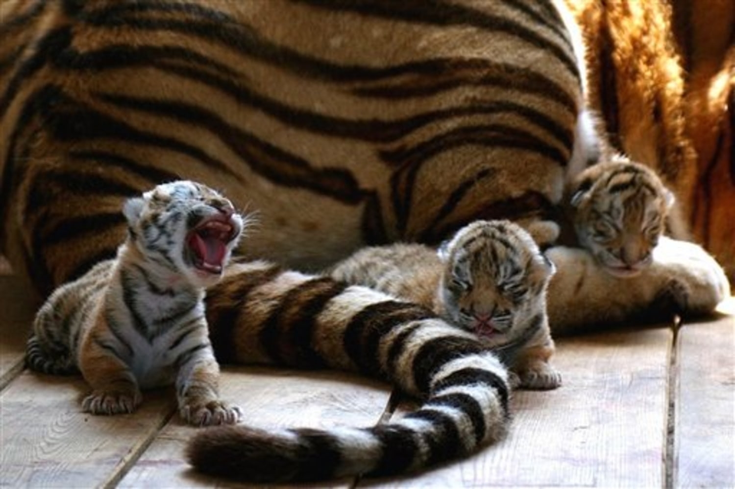 84 Siberian Tigers Born At China Center