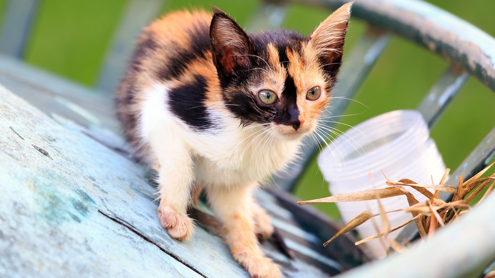 A Calico Cat Wears A Coat Of Many Colors HowStuffWorks