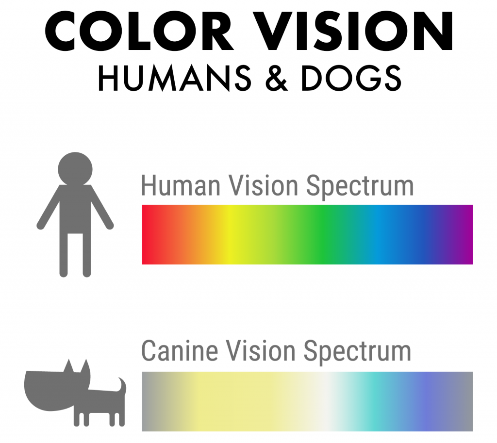 A Dog s Perspective What Colors Do Dogs See And Like Color Meanings