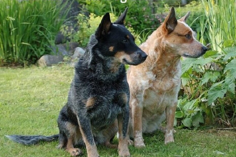 A Simple Guide To Australian Cattle Dog Coat Colors HubPages