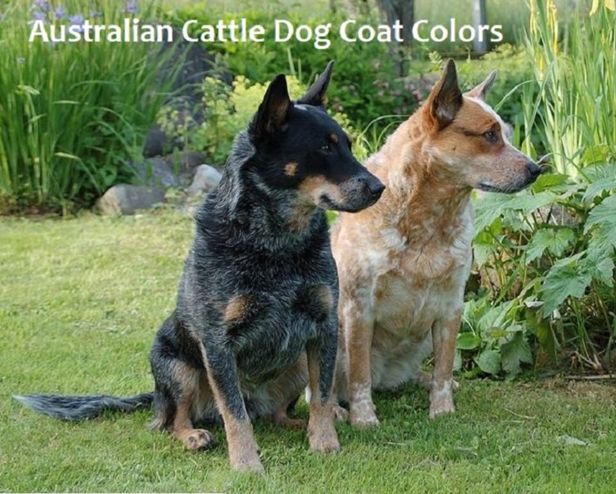 A Simple Guide To Australian Cattle Dog Coat Colors HubPages
