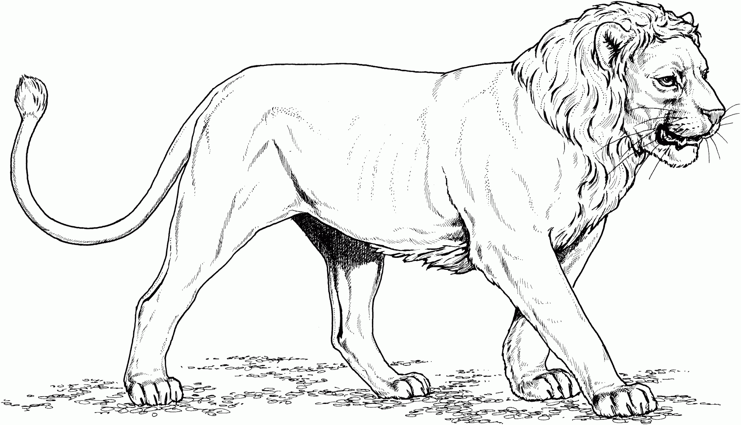 lion coloring pages realistic