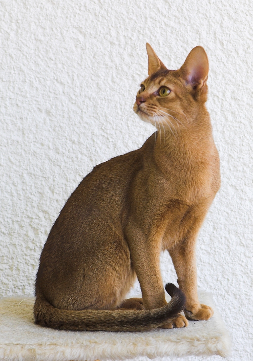 abyssinian cat colors