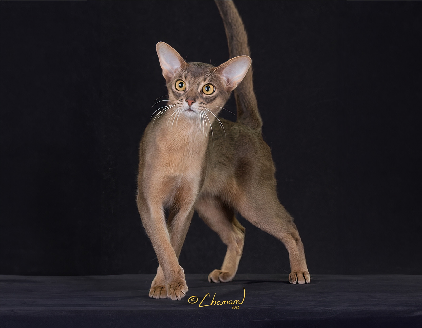 Abyssinian The Cat Fanciers Association