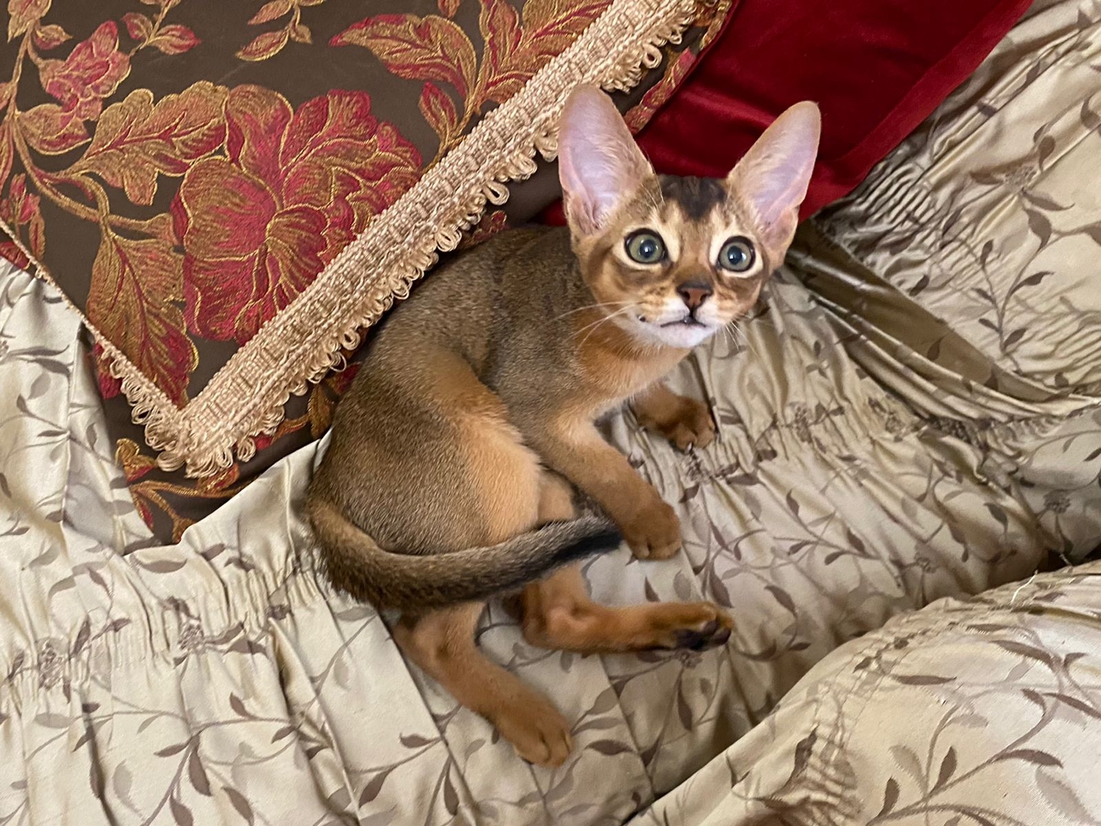 Abyssinian Wild Color Kitten