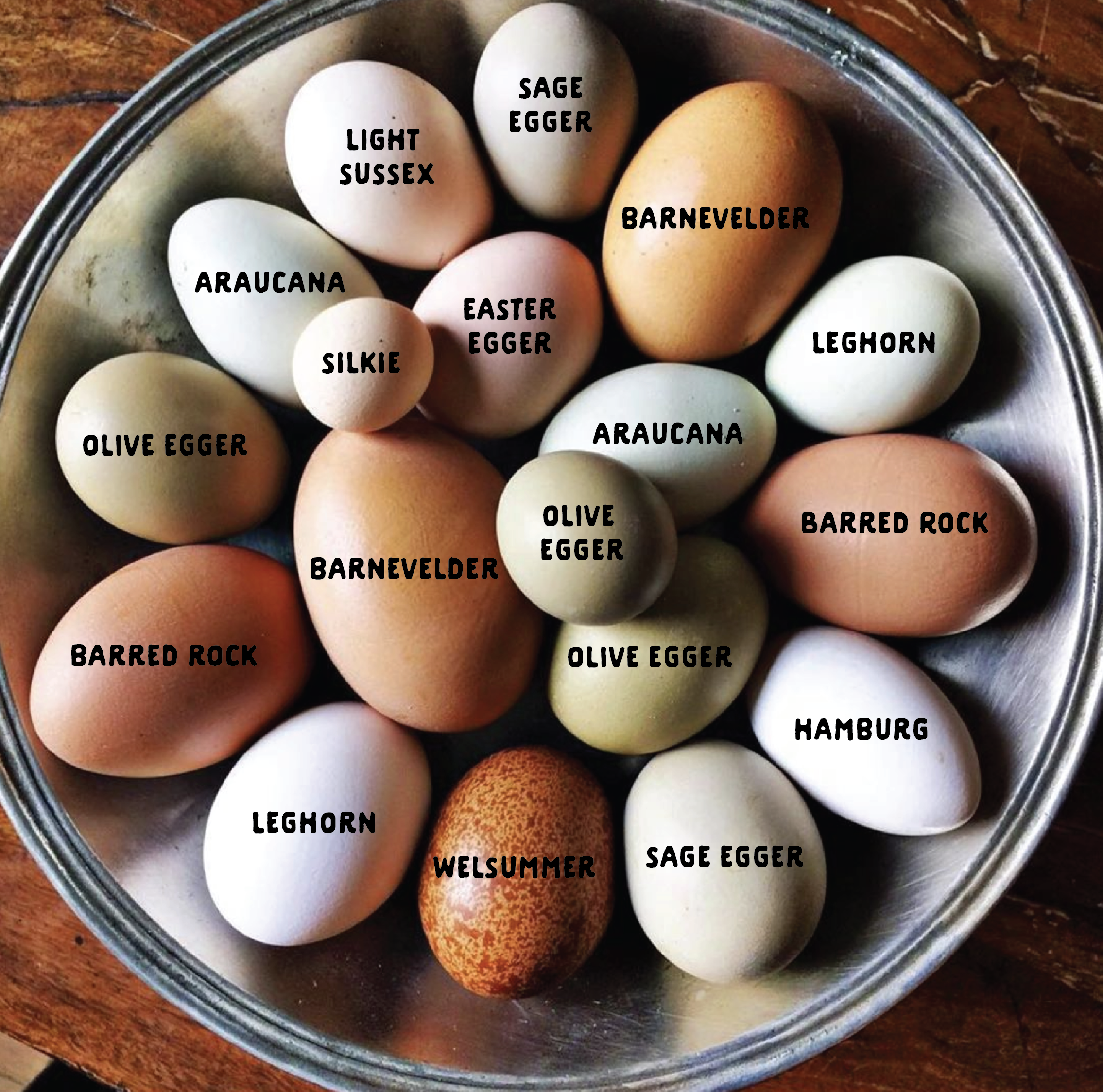 pictures of chickens that lay colored eggs
