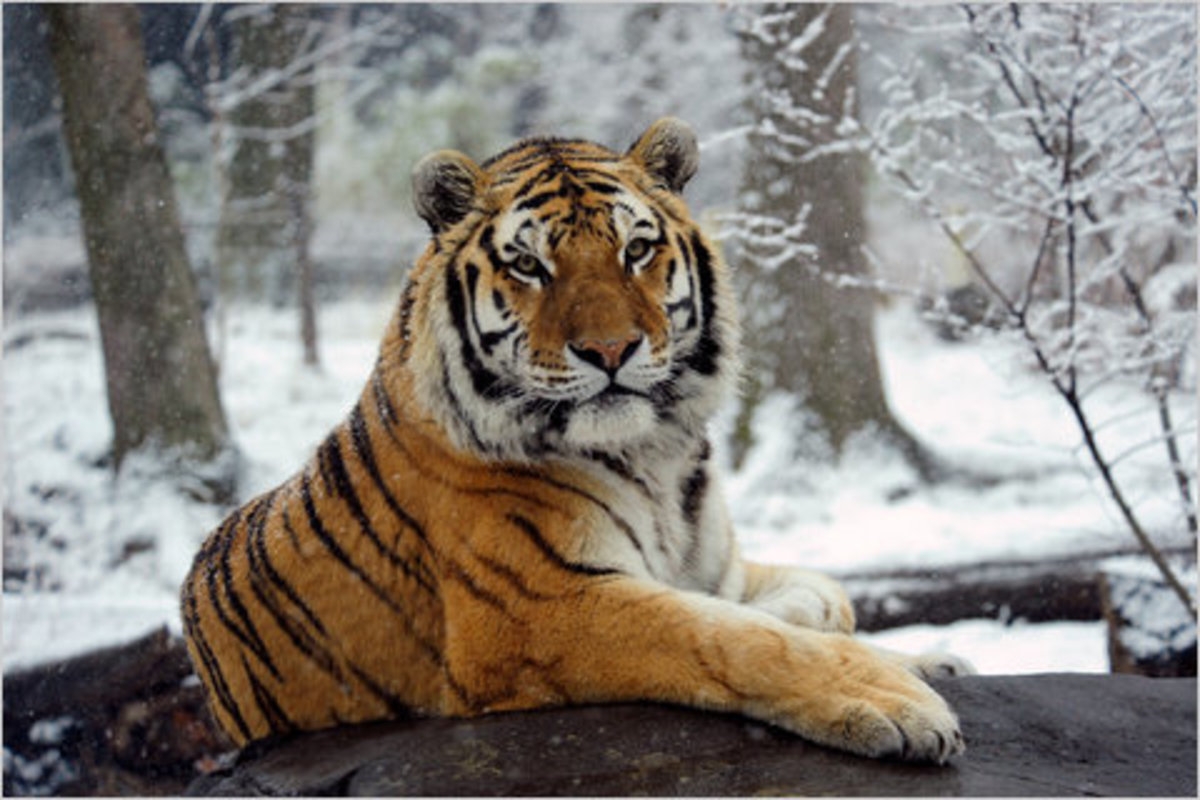 rarest tiger color