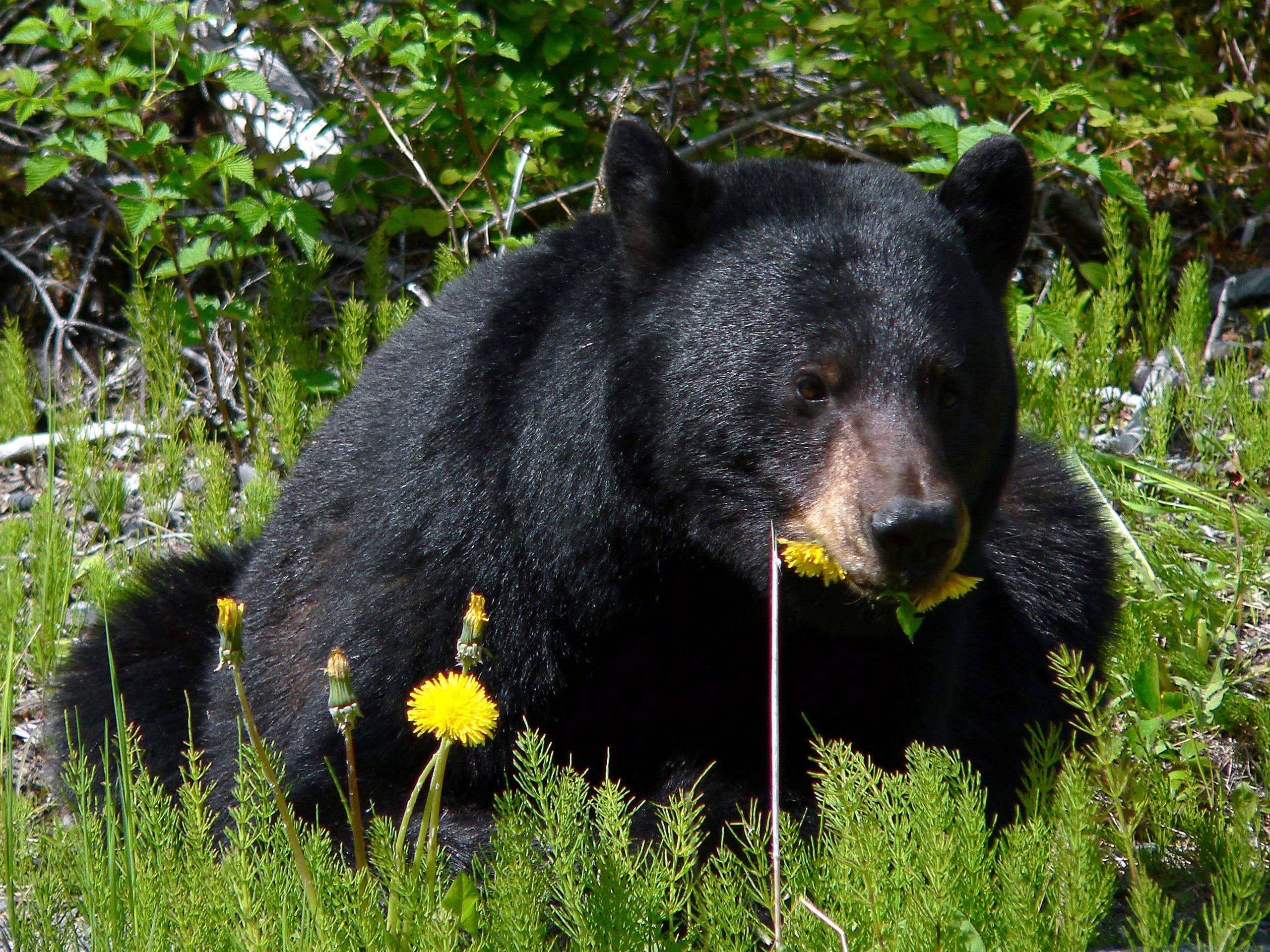 American Black Bear U S National Park Service 