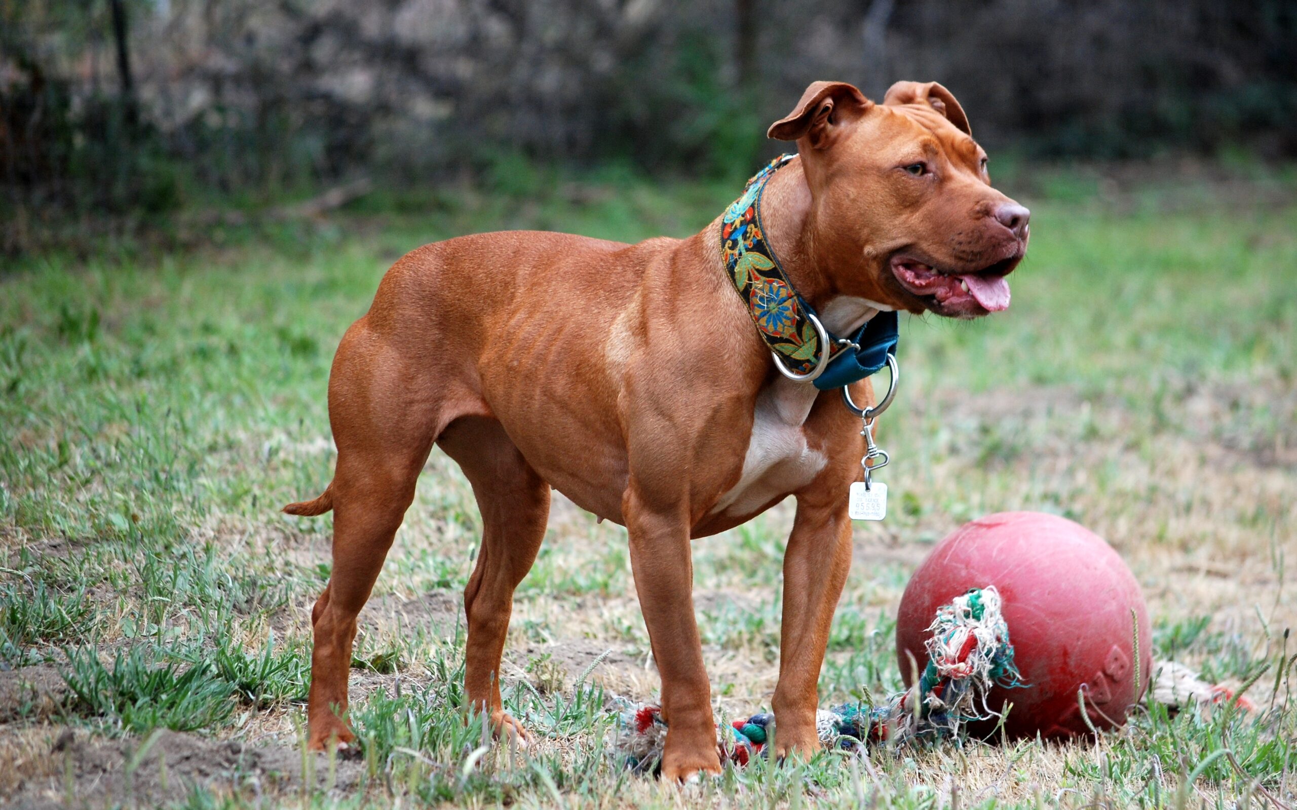 dog color red