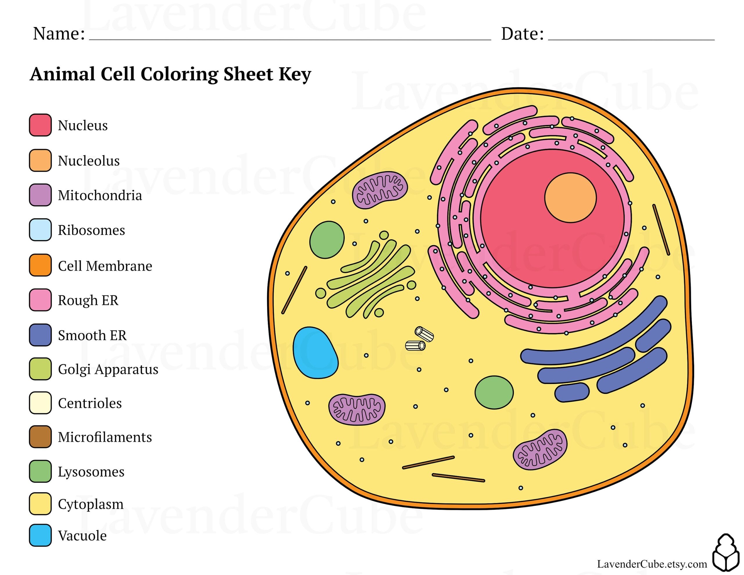 Animal And Plant Cell Coloring Worksheets Digital Download 300 DPI Png Etsy