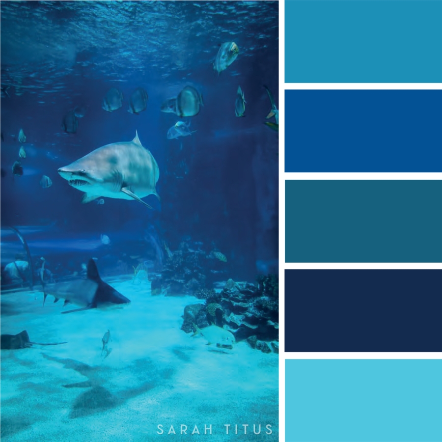 Aquarium Color Palettes Sarah Titus