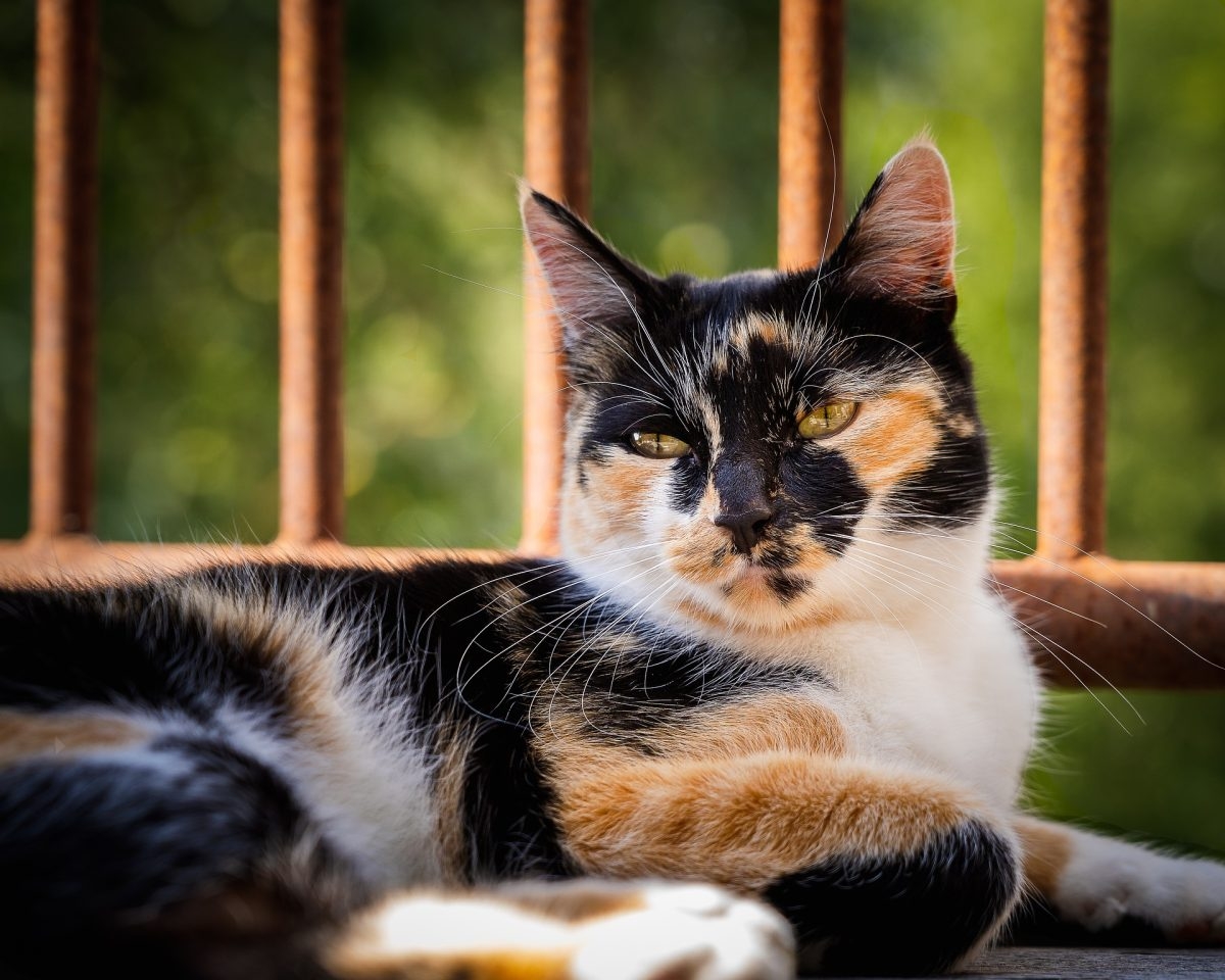 can male cats have 3 colors